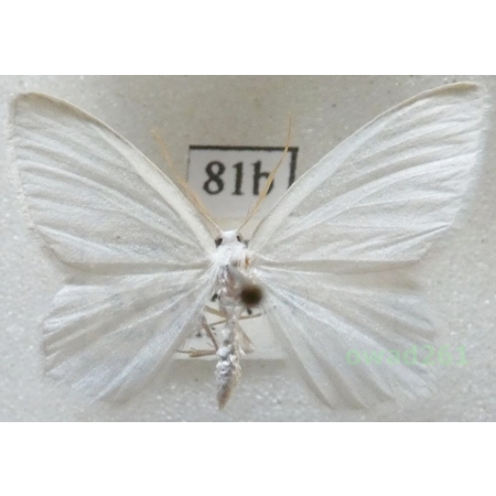 Jodis lactearia (Linnaeus, 1758) Czech81b